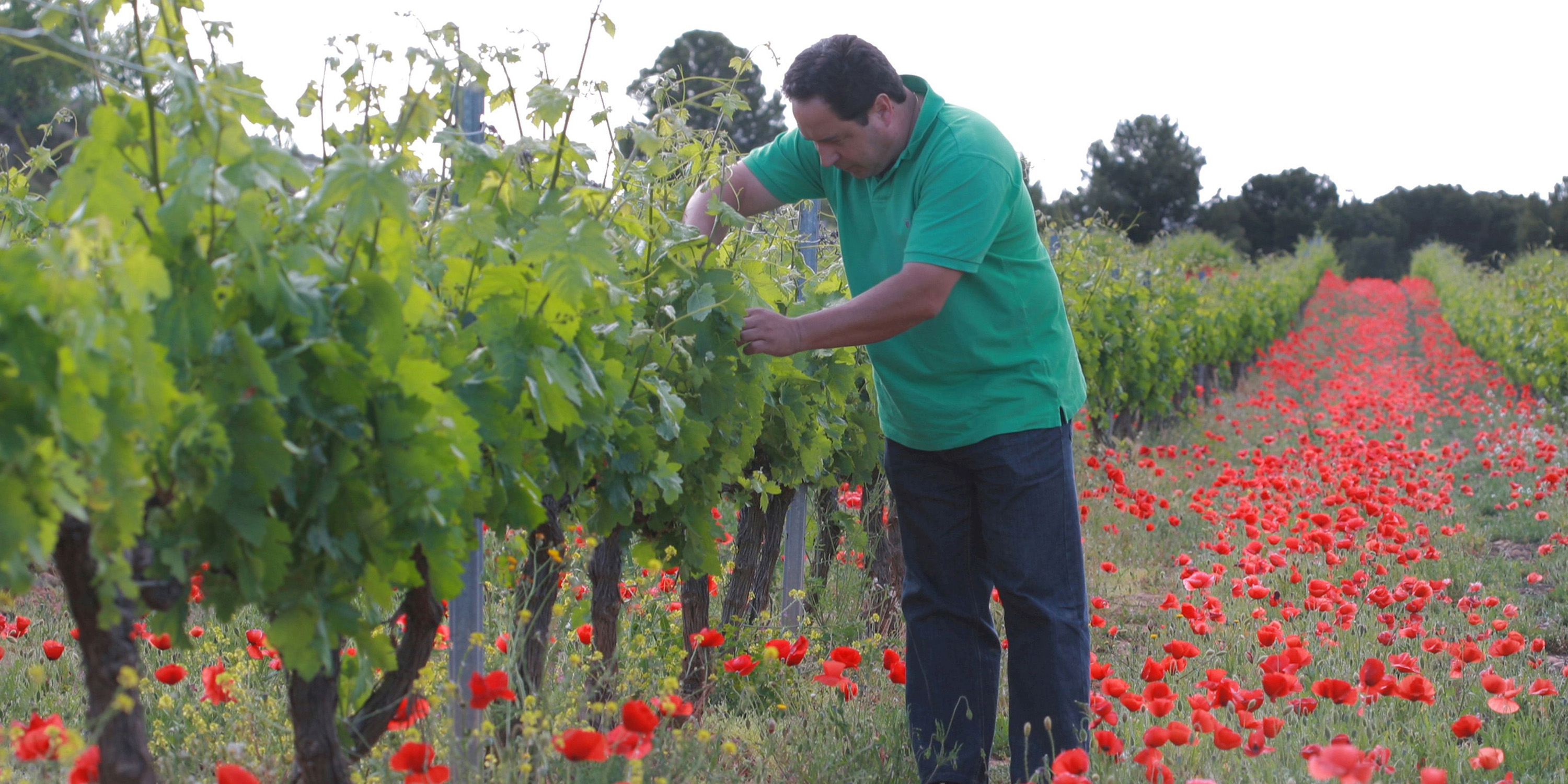 Mann pflegt Weinrebe, Boden ist bedeckt mit Mohnblumen