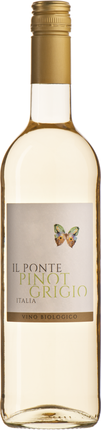 Il Ponte Pinot Grigio